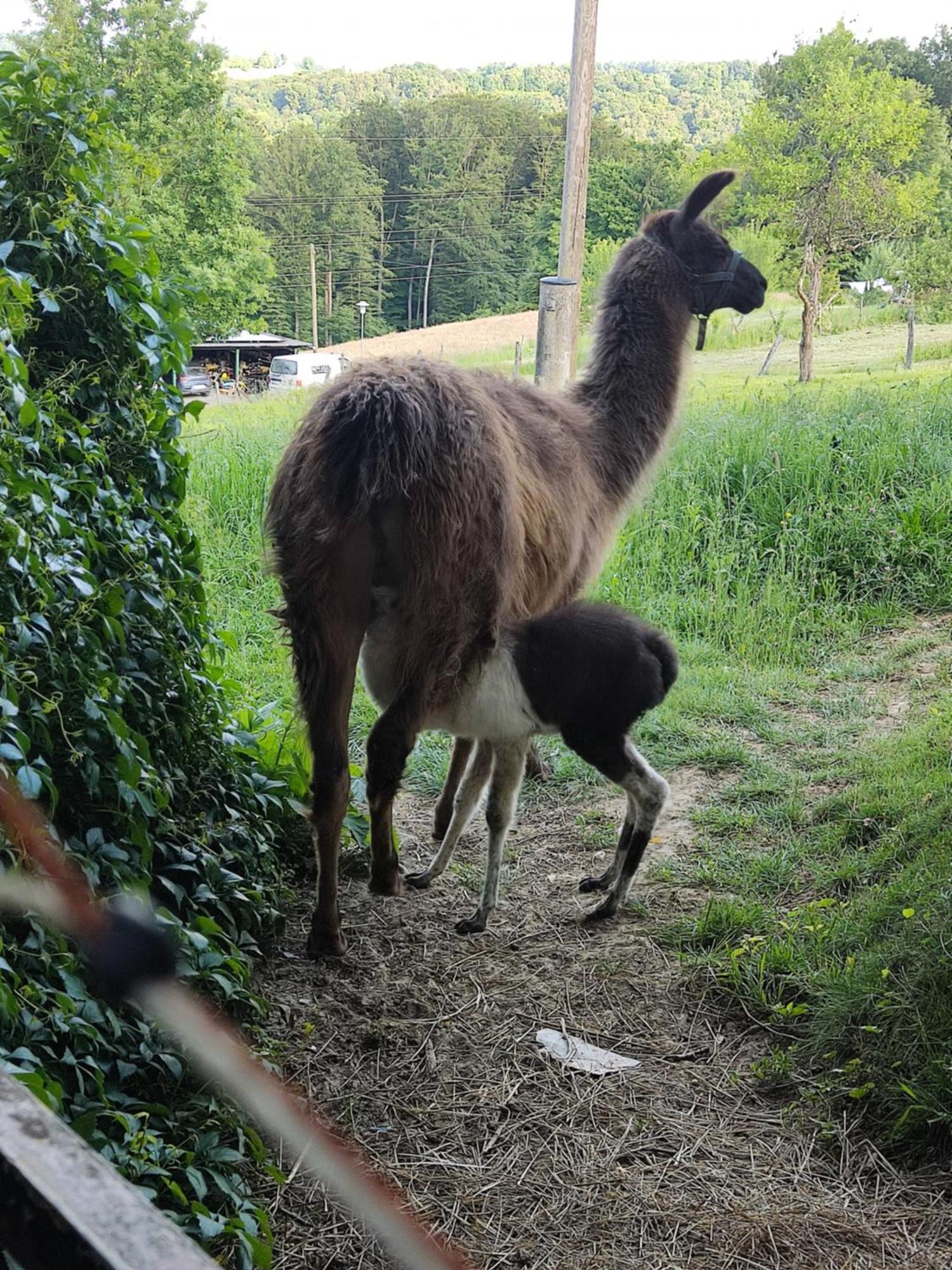 Biohof Koller Villa Weichselbaum Buitenkant foto